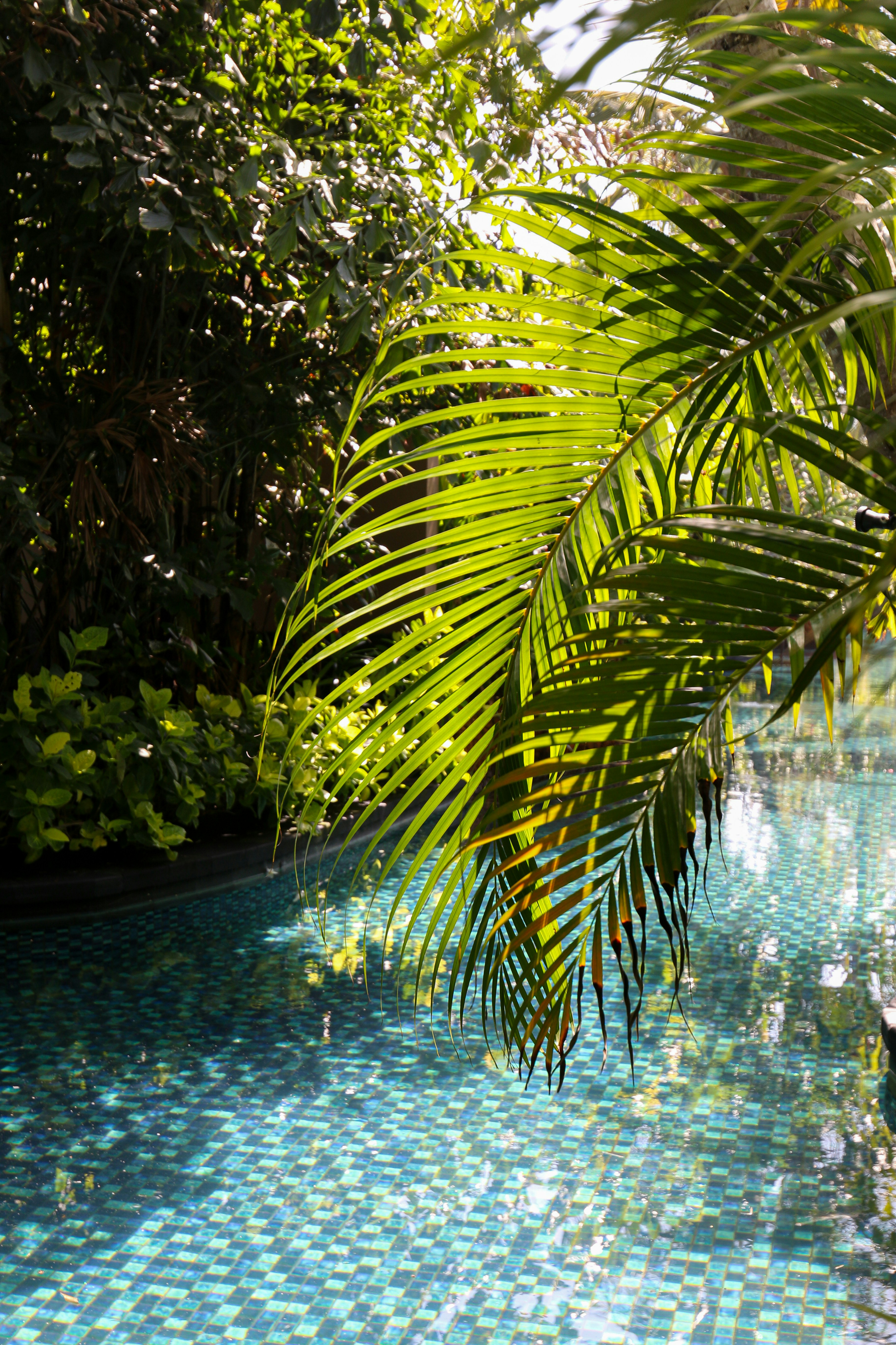 Manutenção de Jardim e Piscinas